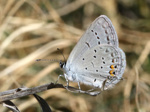 Photo: US-EasternTailedBlue1.jpg