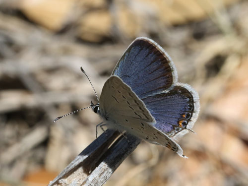 Photo: US-EasternTailedBlue2.jpg