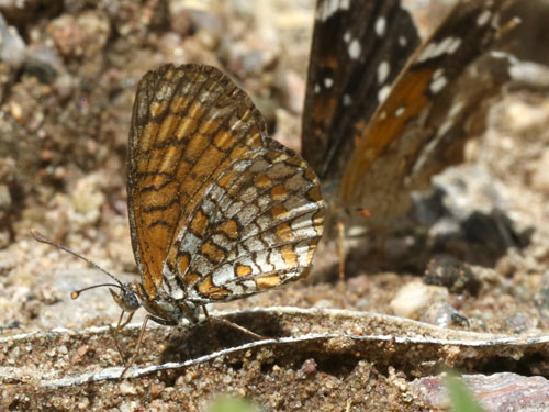 Photo: US-EladaCheckerspot7.jpg