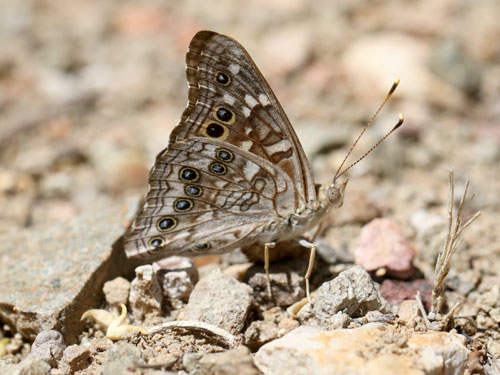 Photo: US-EmpressLeilia10.jpg