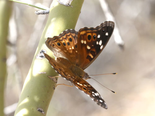 Photo: US-EmpressLeilia3.jpg