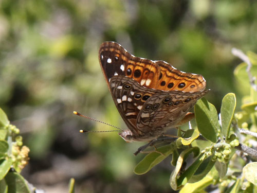 Photo: US-EmpressLeilia4.jpg