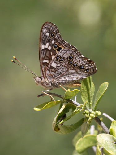 Photo: US-EmpressLeilia5.jpg