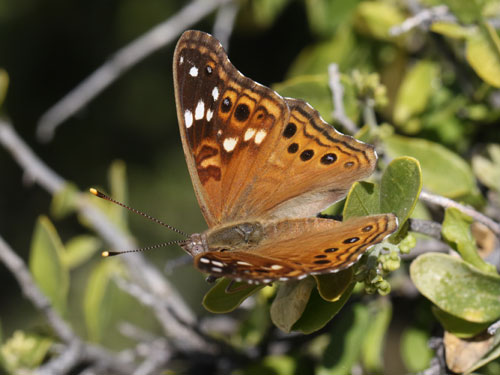 Photo: US-EmpressLeilia6.jpg