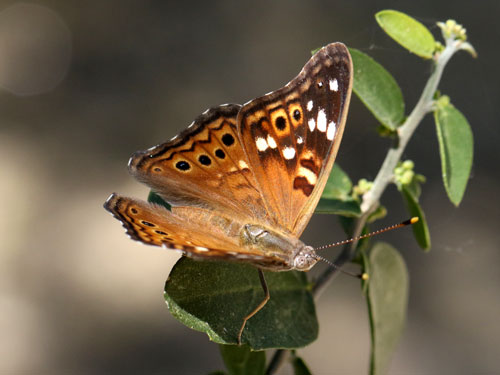 Photo: US-EmpressLeilia8.jpg