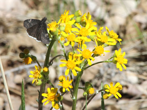 Photo: US-FunerealDuskywing1.jpg