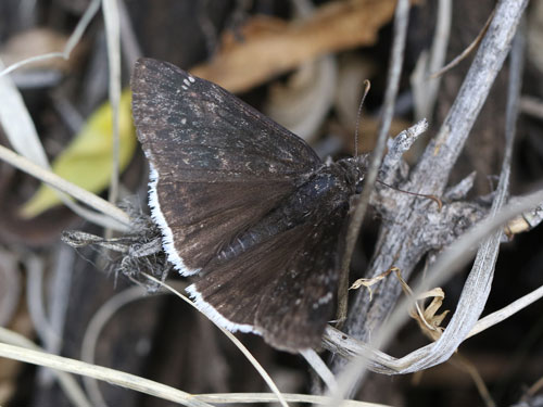 Photo: US-FunerealDuskywing5.jpg