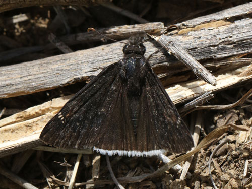 Photo: funeralis