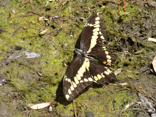 Photo: US-GiantSwallowtail2.jpg