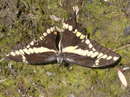 Photo: US-GiantSwallowtail3.jpg