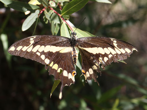 Photo: US-GiantSwallowtail4.jpg