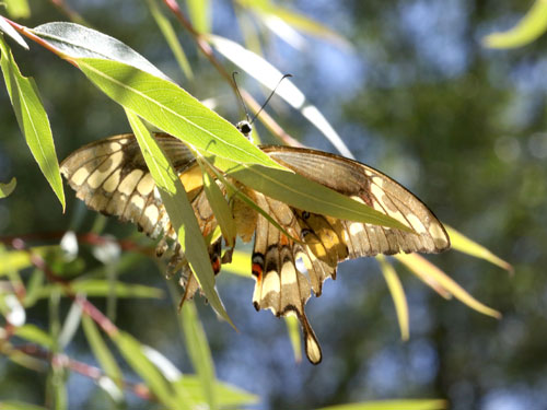 Photo: US-GiantSwallowtail5.jpg