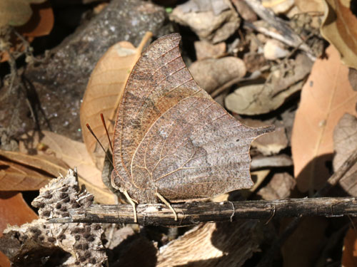 Photo: US-GoatweedLeafwing2.jpg