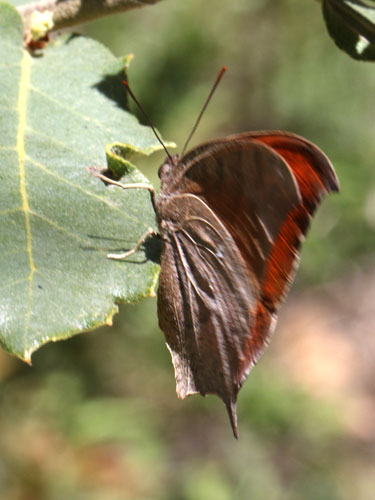 Photo: US-GoatweedLeafwing4.jpg