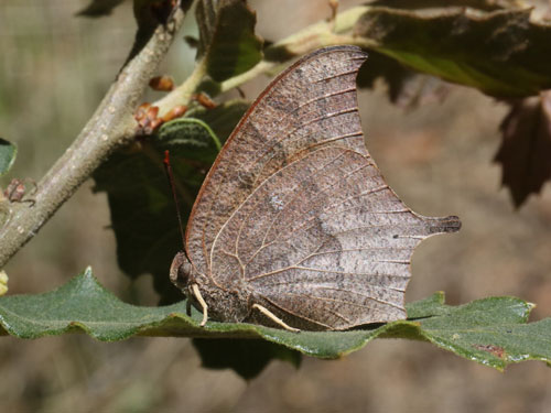 Photo: US-GoatweedLeafwing5.jpg