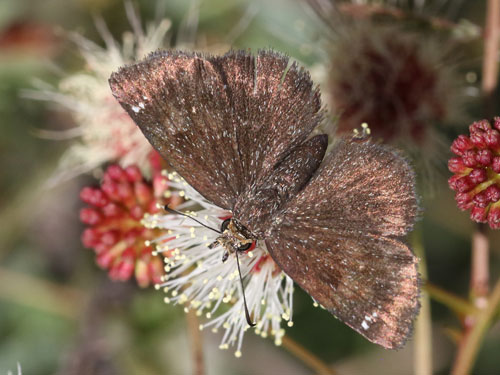 Photo: US-GoldenHeadedScallopwing1.jpg