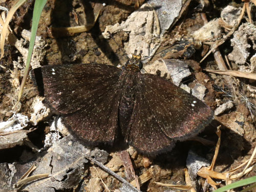 Photo: US-GoldenHeadedScallopwing10.jpg