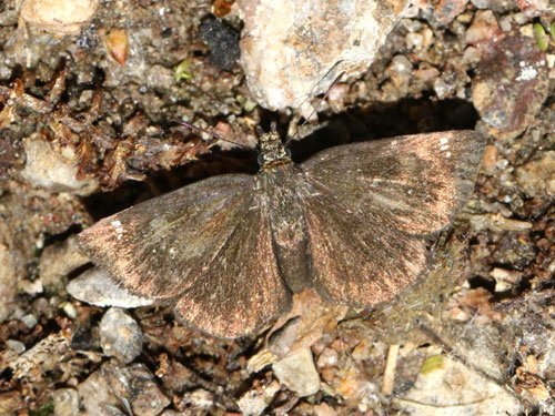 Photo: US-GoldenHeadedScallopwing11.jpg