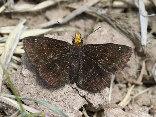 Photo: US-GoldenHeadedScallopwing12.jpg