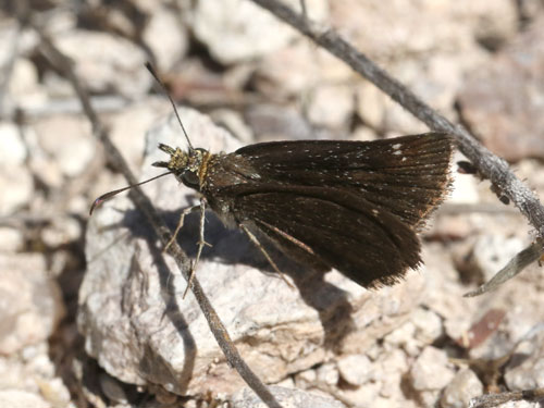 Photo: US-GoldenHeadedScallopwing2.jpg