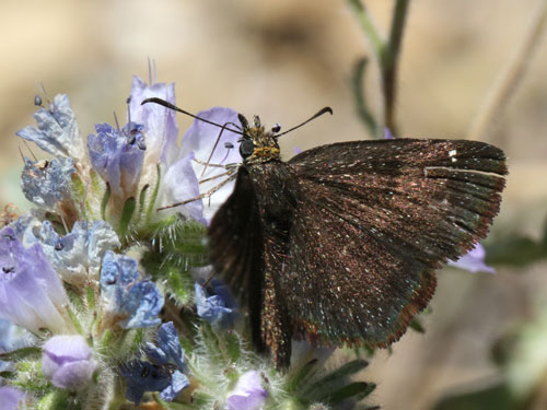 Photo: US-GoldenHeadedScallopwing3.jpg