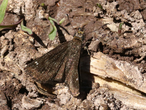 Photo: US-GoldenHeadedScallopwing4.jpg