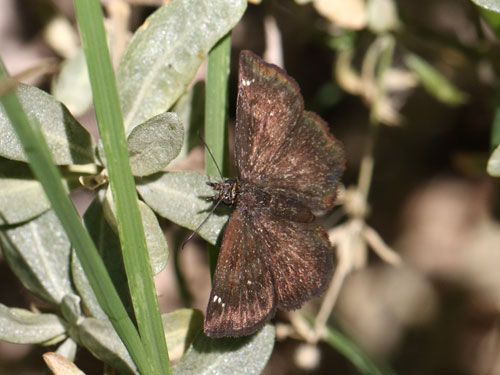 Photo: US-GoldenHeadedScallopwing5.jpg