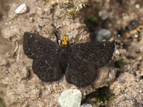 Photo: US-GoldenHeadedScallopwing6.jpg