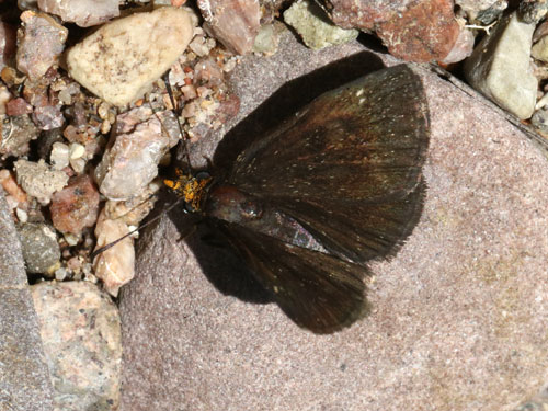 Photo: US-GoldenHeadedScallopwing7.jpg