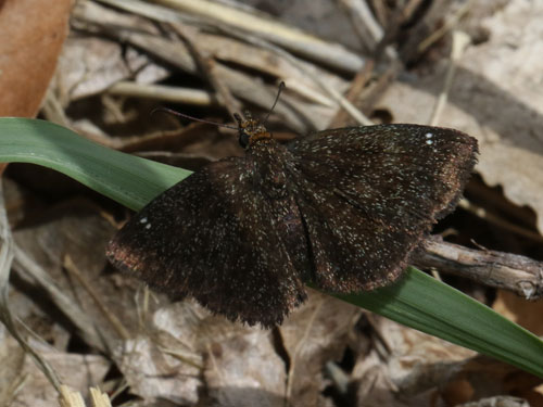 Photo: US-GoldenHeadedScallopwing9.jpg