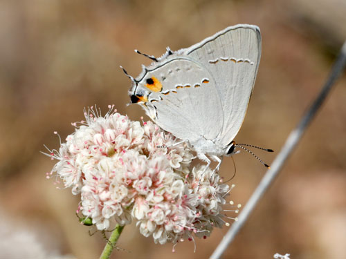 Photo: US-GrayHairstreak1.jpg