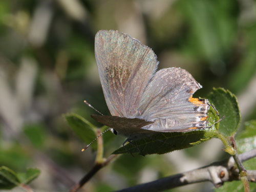 Photo: US-GrayHairstreak2.jpg