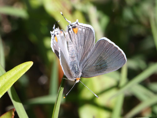 Photo: US-GrayHairstreak3.jpg