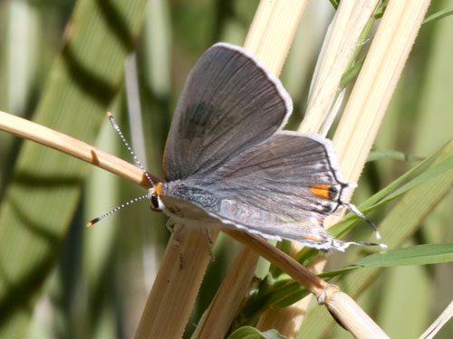 Photo: US-GrayHairstreak4.jpg