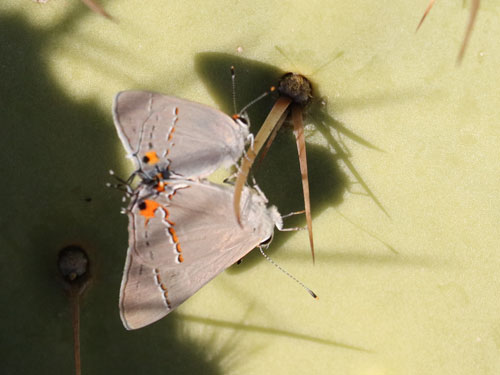 Photo: US-GrayHairstreak5.jpg