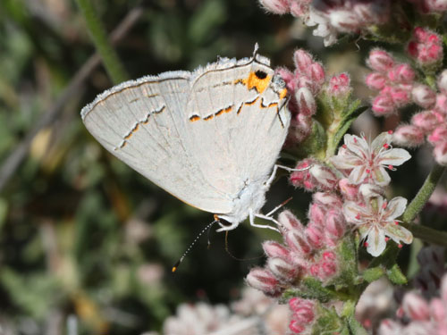 Photo: US-GrayHairstreak6.jpg