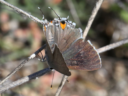 Photo: US-GrayHairstreak7.jpg