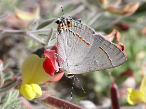 Photo: US-GrayHairstreak8.jpg