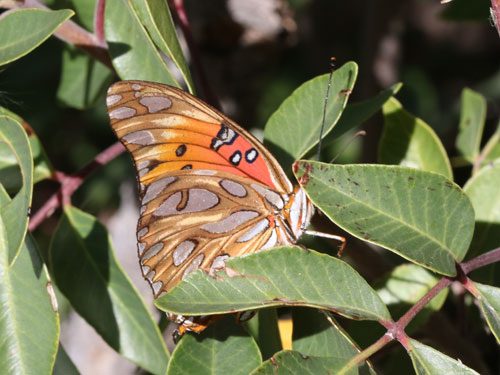 Photo: US-GulfFritillary1.jpg