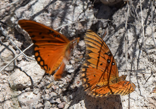 Photo: US-GulfFritillary10.jpg