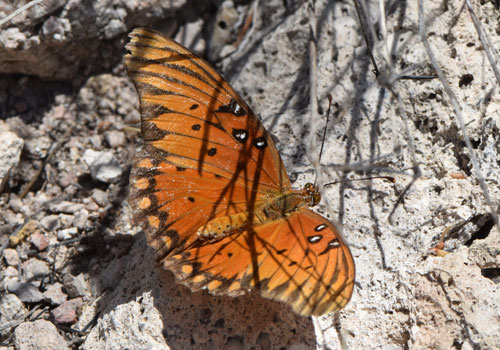 Photo: US-GulfFritillary11.jpg
