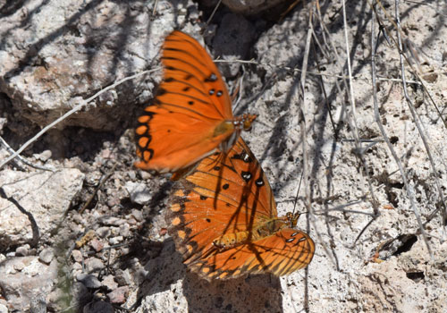 Photo: US-GulfFritillary15.jpg