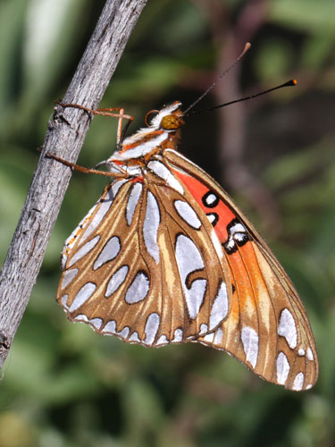 Photo: US-GulfFritillary2.jpg
