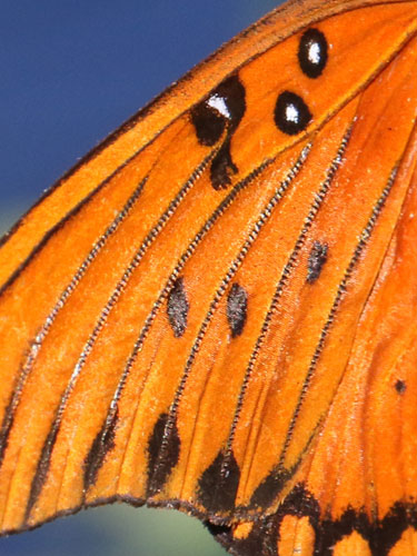 Photo: US-GulfFritillary3.jpg