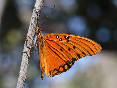 Photo: US-GulfFritillary4.jpg