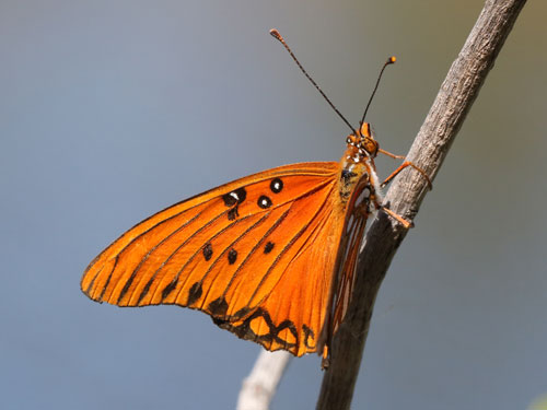 Photo: US-GulfFritillary5.jpg
