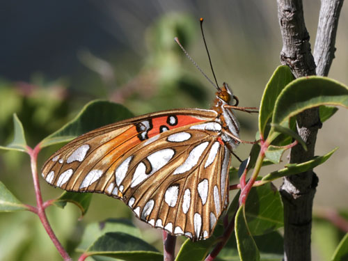 Photo: US-GulfFritillary7.jpg
