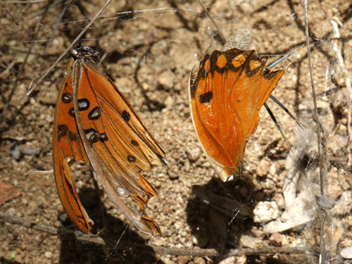 Photo: US-GulfFritillary8.jpg