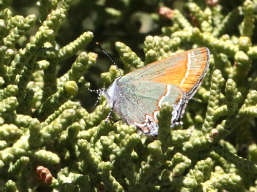 Photo: US-JuniperHairstreak1.jpg