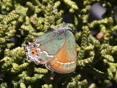 Photo: US-JuniperHairstreak2.jpg